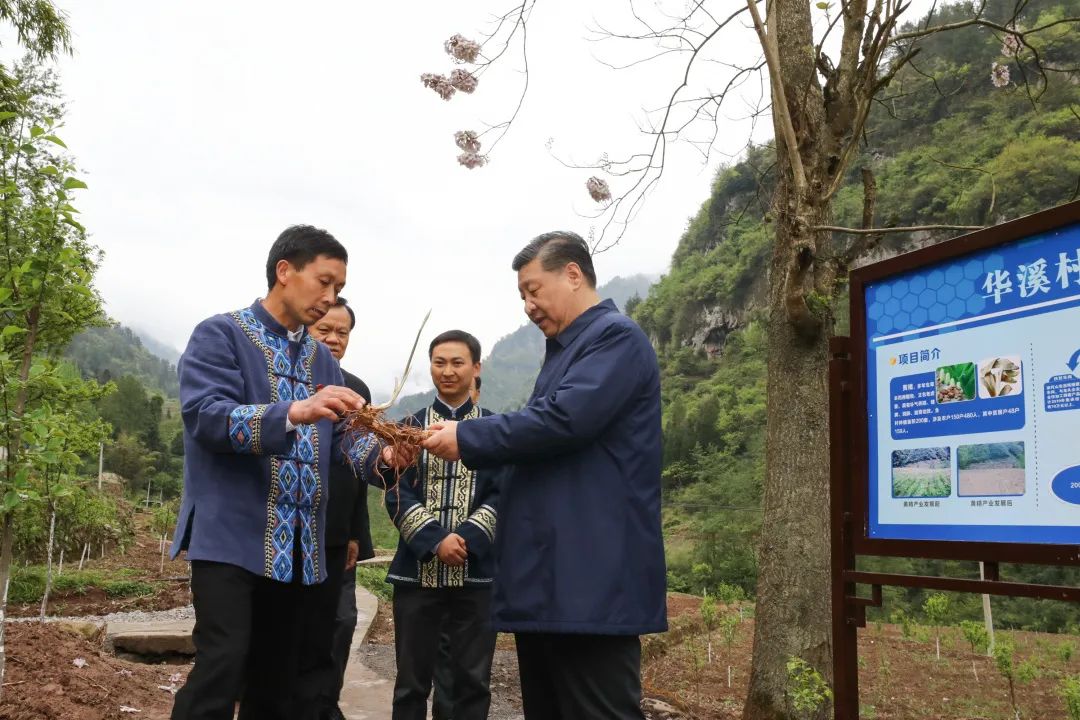 2019年4月15日，習(xí)近平在重慶華溪村考察特色經(jīng)濟作物帶動村民脫貧的情況。新華社記者 鞠鵬 攝